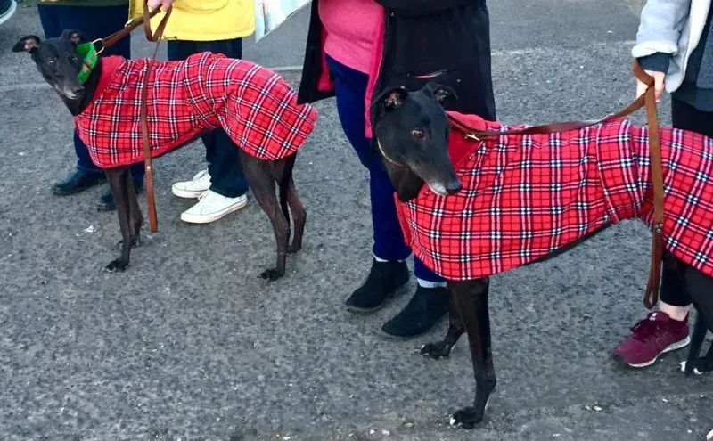 17498970 10210529745314154 5872396470280238864 n