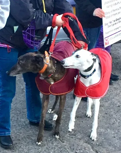 17499066 10210529744434132 1099692959576358514 n