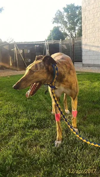 17759656 1348595438565389 7712472460345502792 n