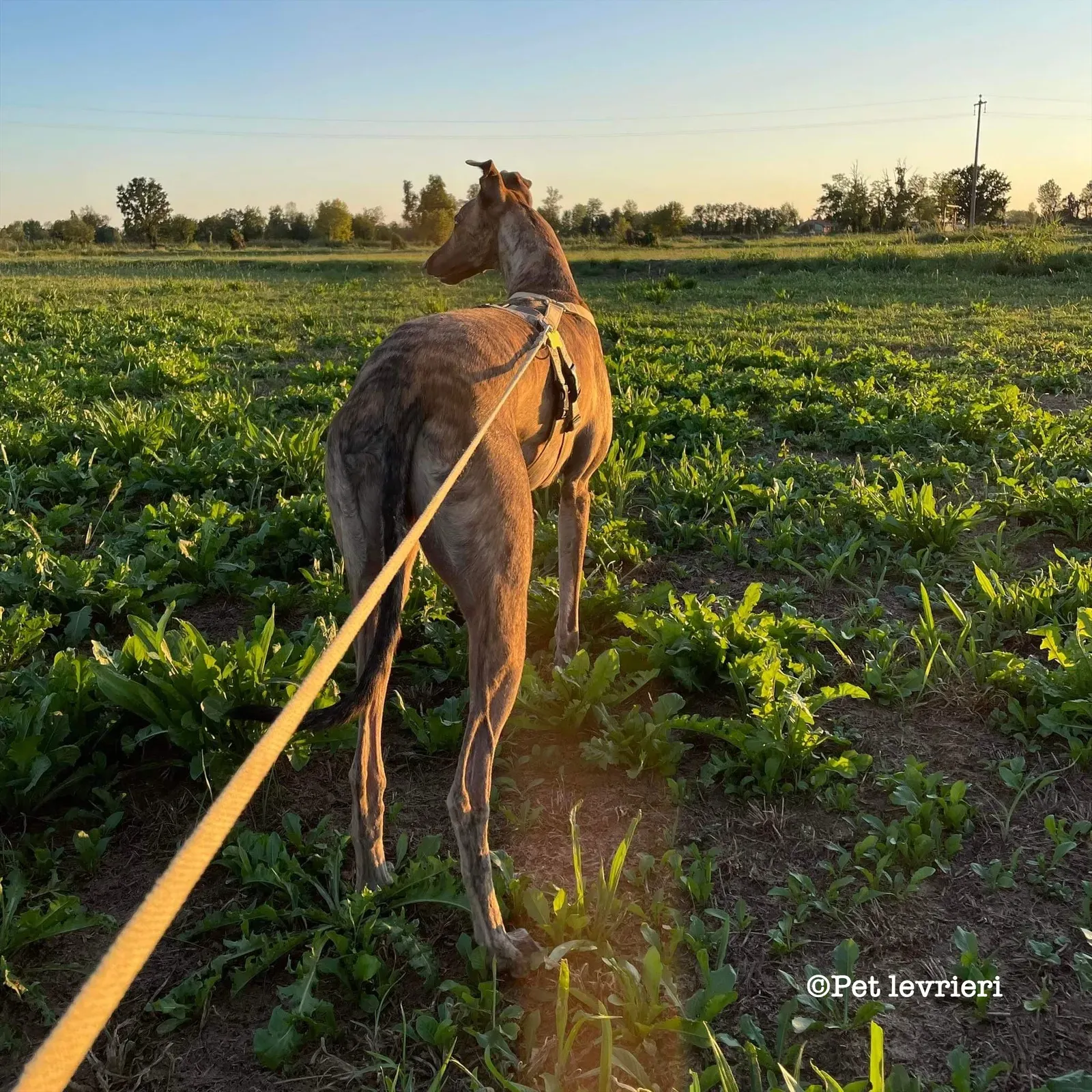 17763DFB DFF6 43B6 8872 A6FA36D52D25