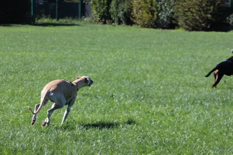 1779947 886801581403698 2926233453482958564 n