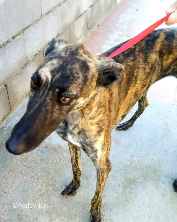 17823 adozione levrieri galgo 01