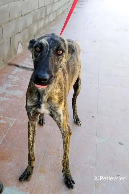 17823 adozione levrieri galgo 02