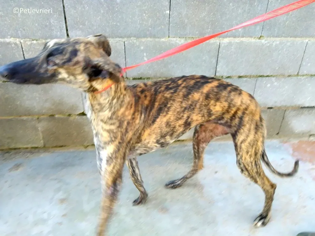 17823 adozione levrieri galgo 03