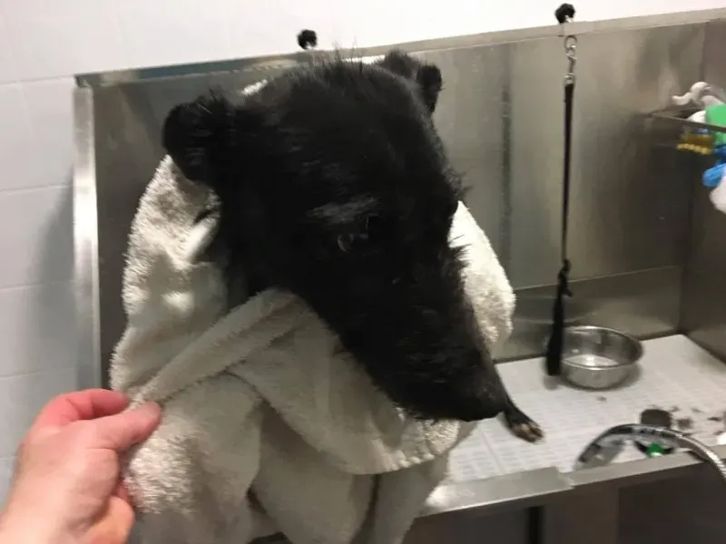 17858359 291419061313746 1517901166 o