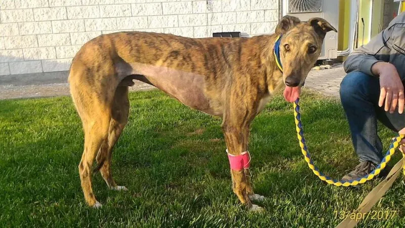 17861502 1348595435232056 7068935593263182360 n