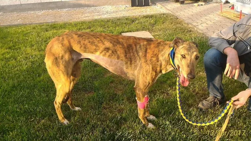 17861838 1348595425232057 7099532513255266619 n