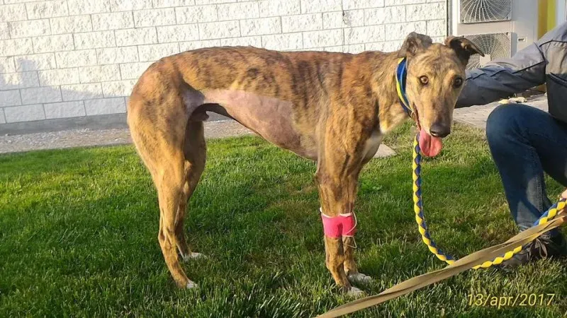 17884498 1348595475232052 3719742549089263815 n