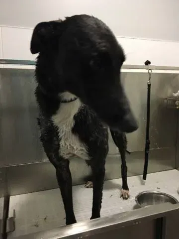 17888405 291418931313759 1288059022 n