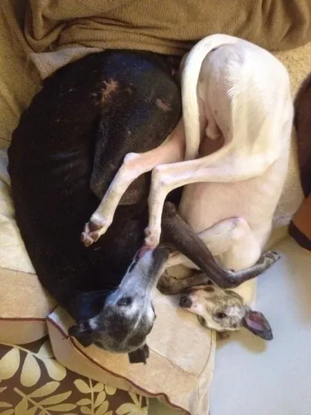 1797575 10203607427280106 4193931606682405730 n