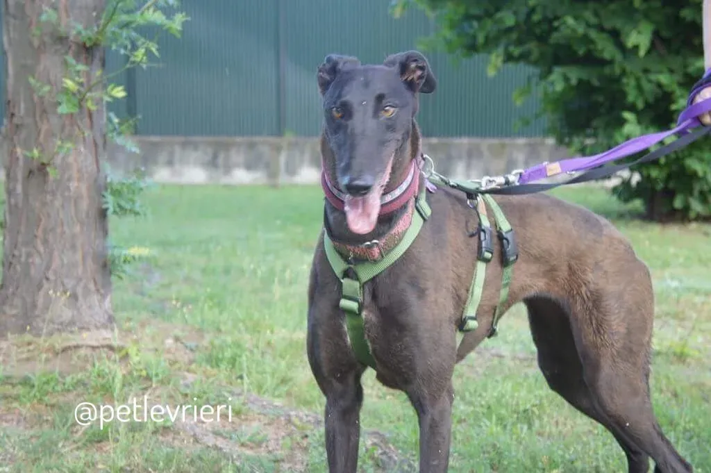 17  Rosie petlevrieri mercatodellacarne cina macao onlus