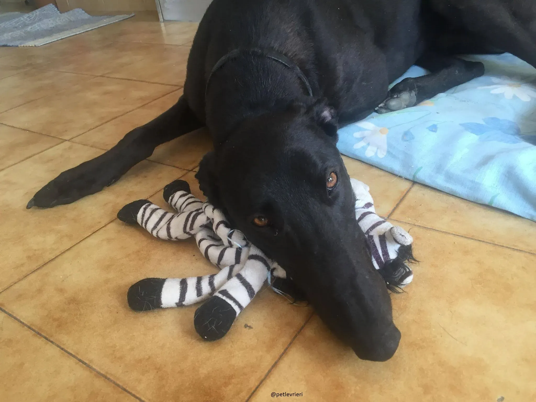 17 Doodle Greyhound rescue petlevrieri petlevrierionlus foster progettofoster