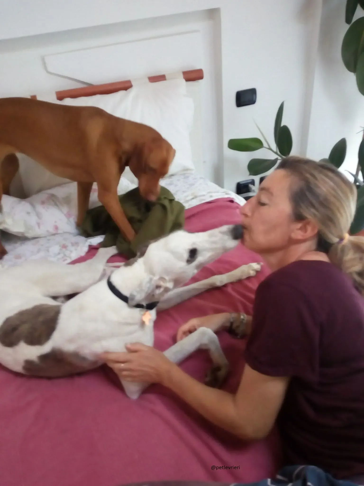 17 Spark Greyhound rescue petlevrieri petlevrierionlus foster progettofoster