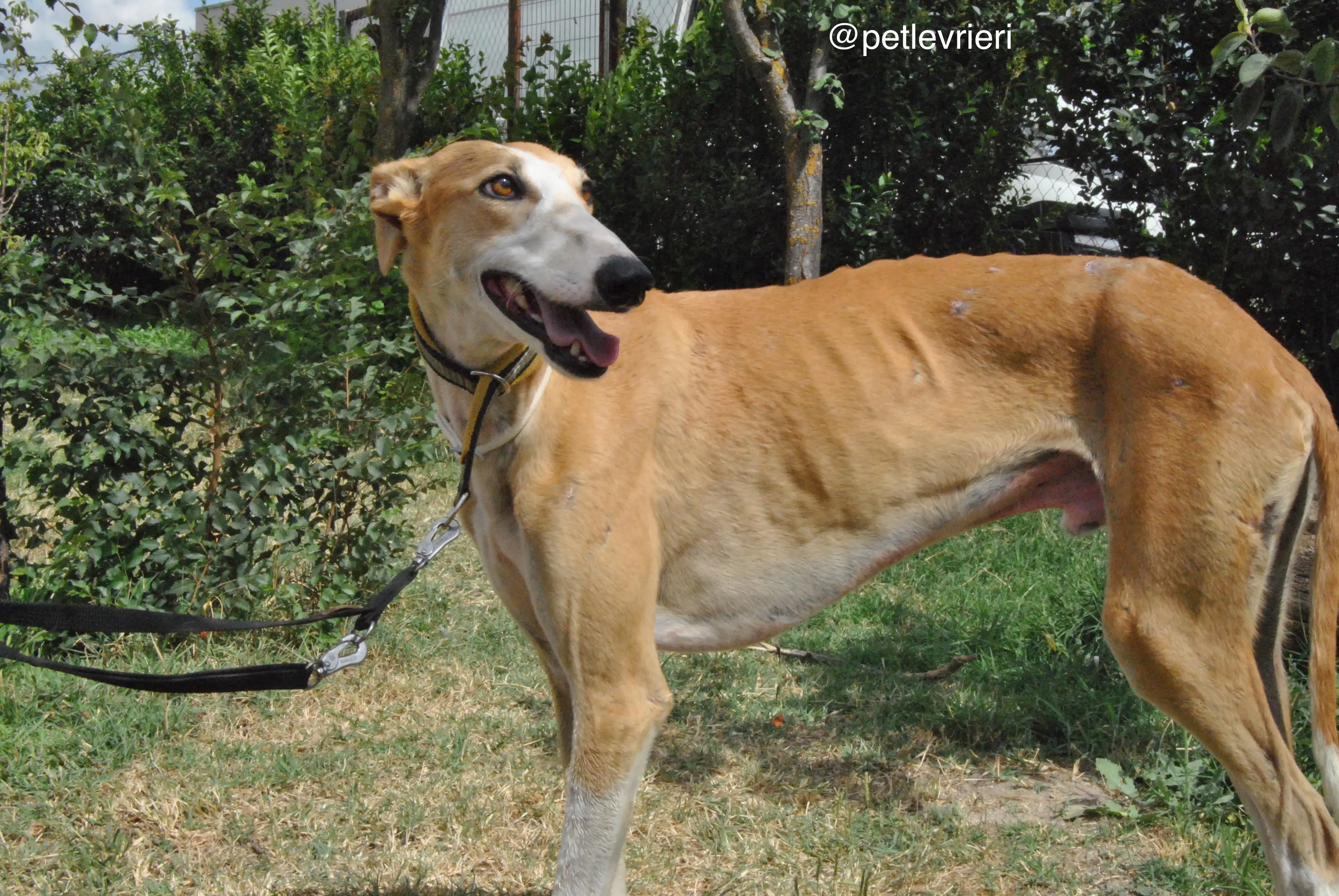 17 bisky adozione levrieri galgo