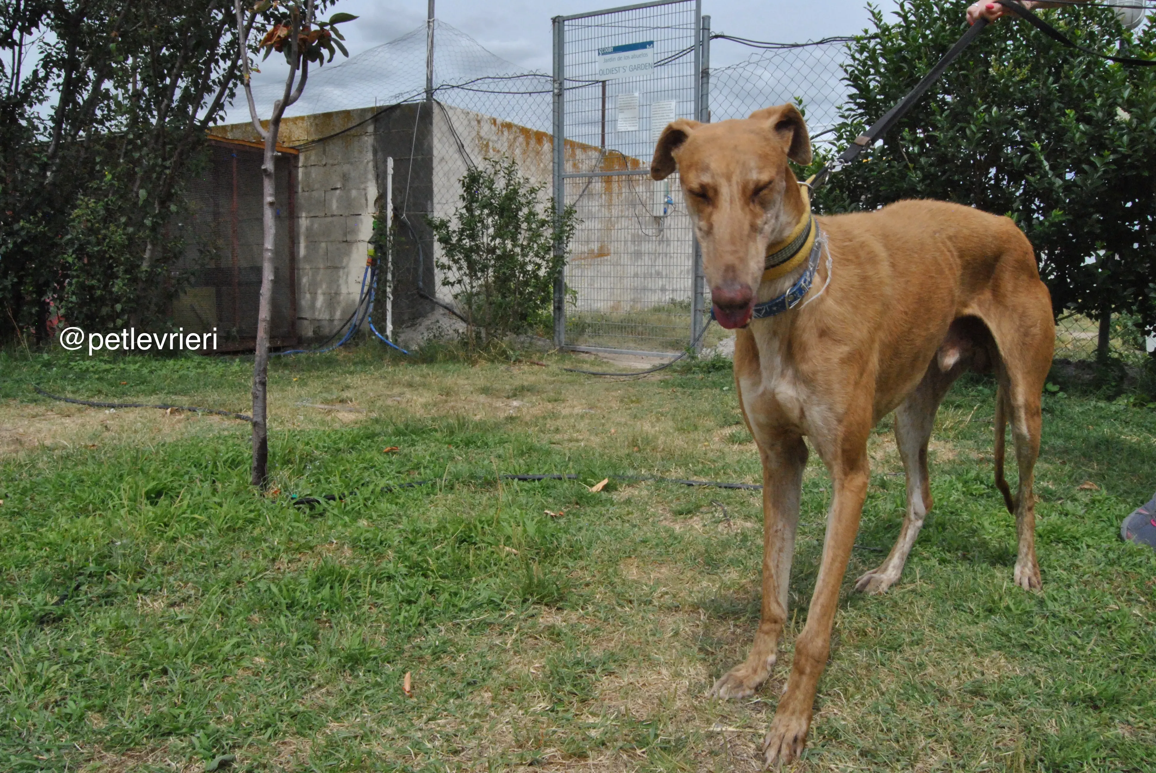 17 dali adozione levrieri galgo