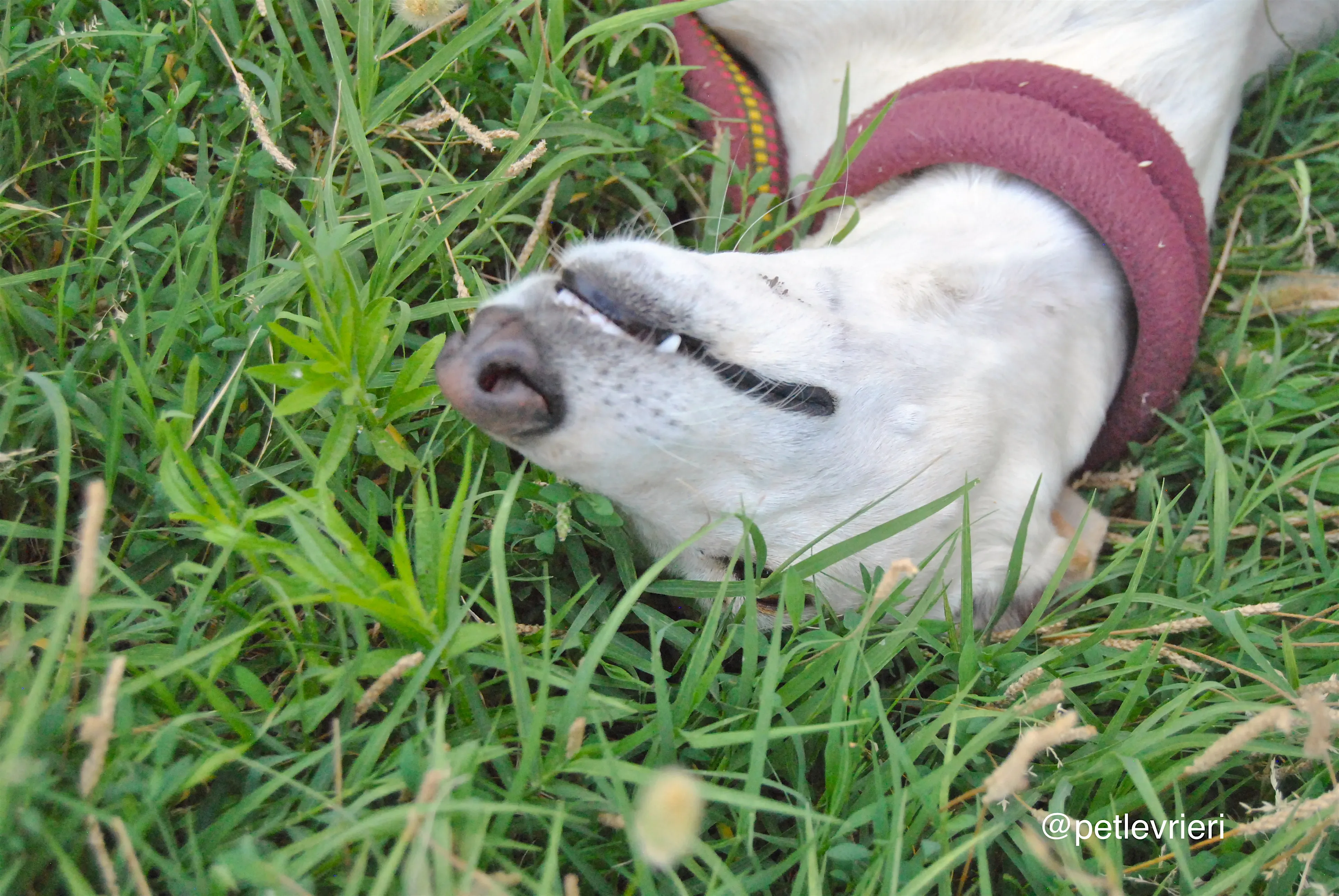 17 laila adozione levrieri galgo