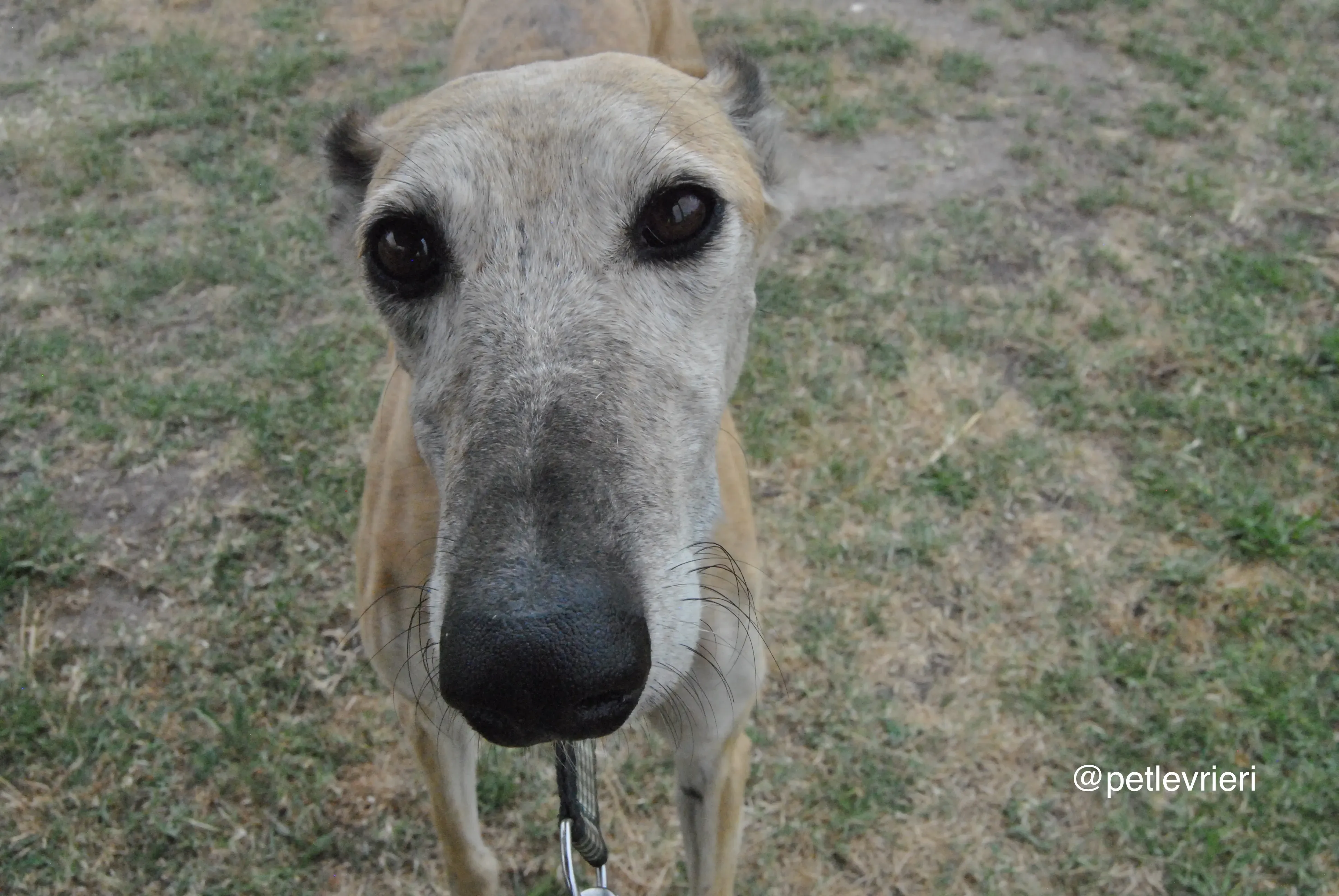 17 lambie adozione levrieri galgo