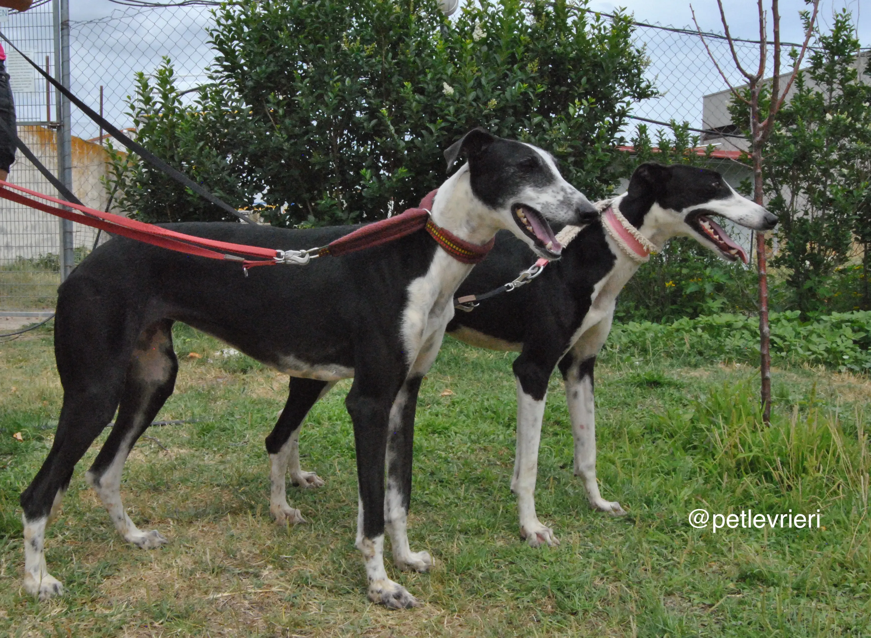 17 olga katarina adozione levrieri galgo