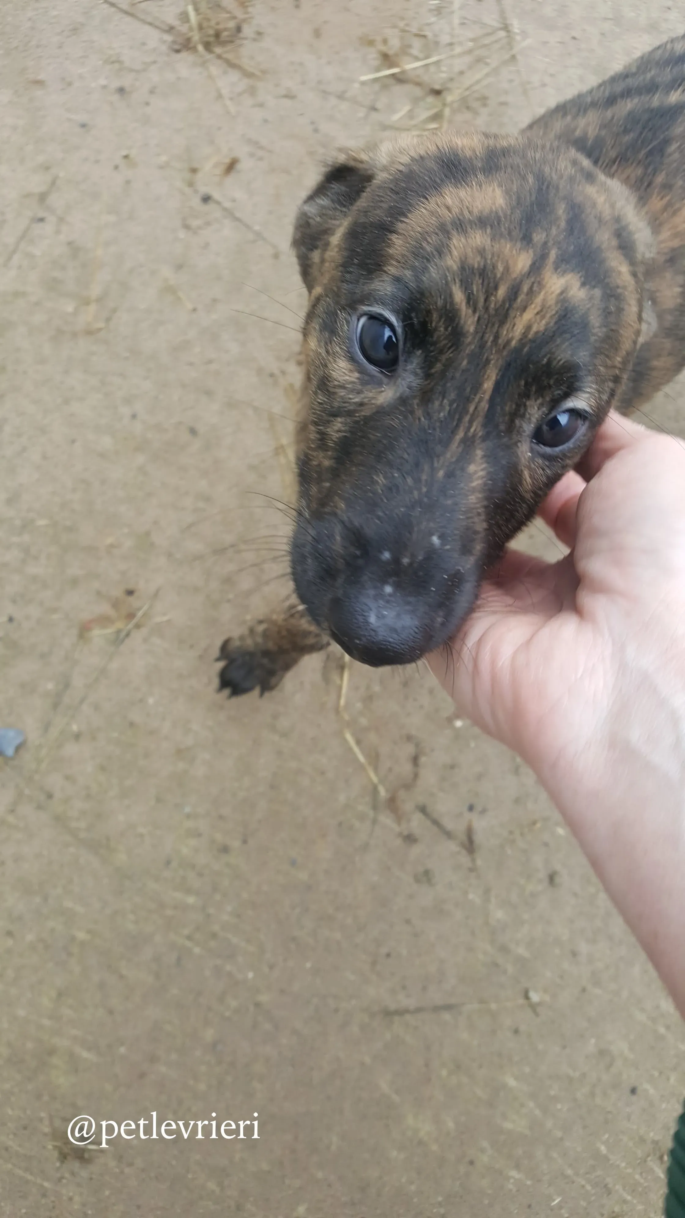17 puppy adozione greyhound
