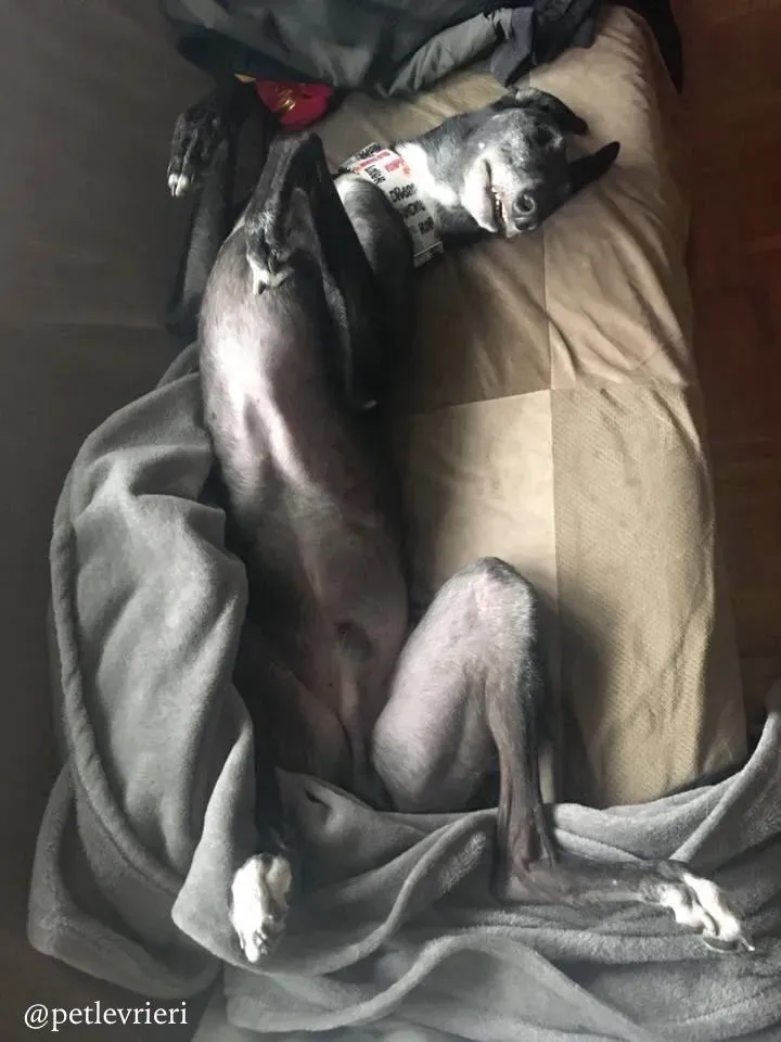 17 sparky adozione greyhound macao