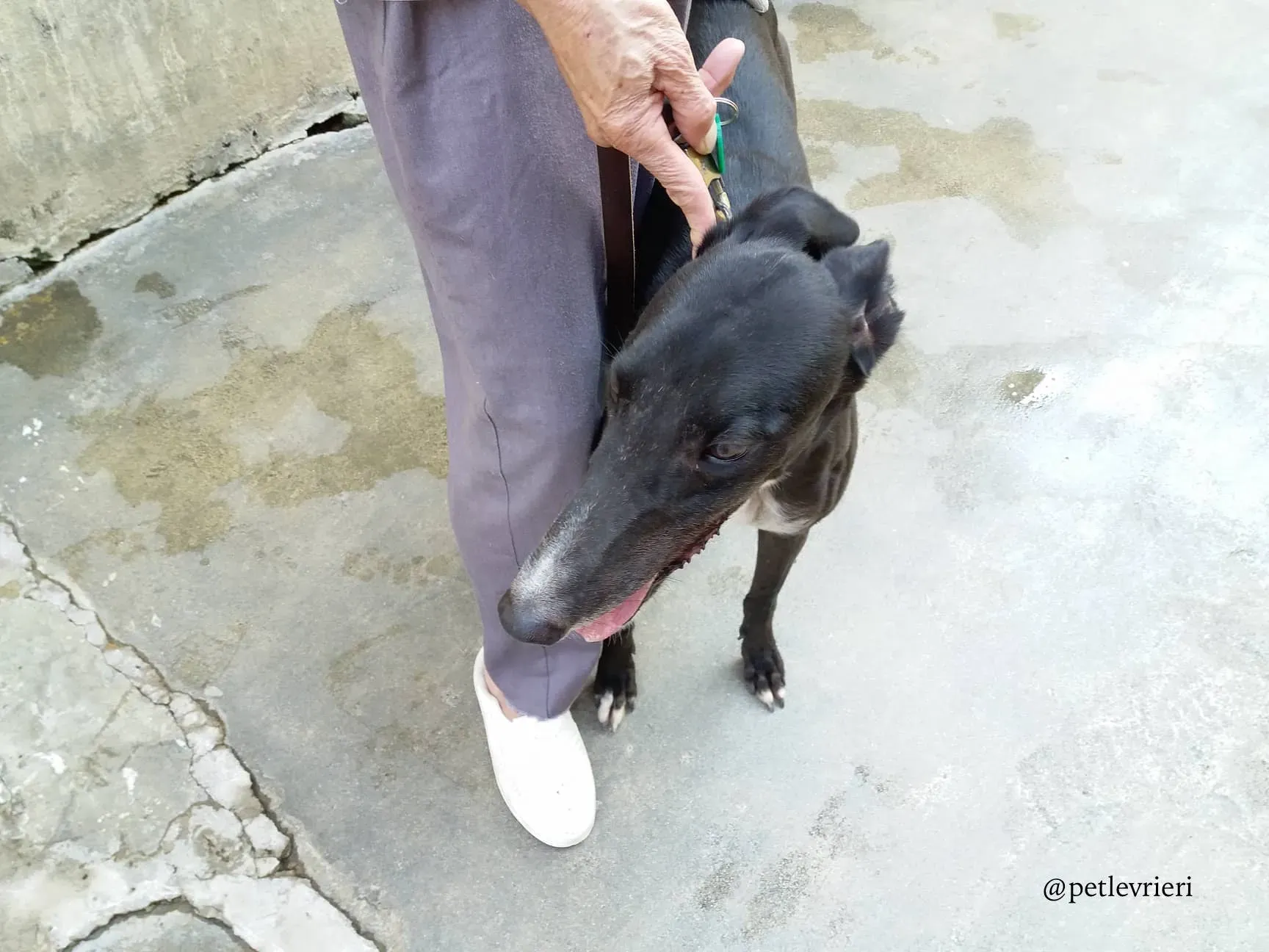 17 turramurra tom adozione greyhound macao