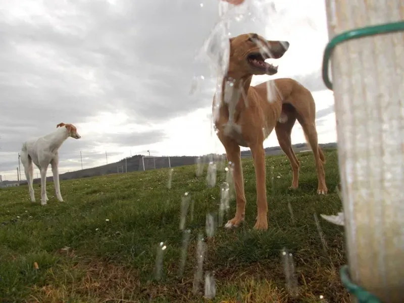 1801285 10202438917214473 1512377419518662852 o