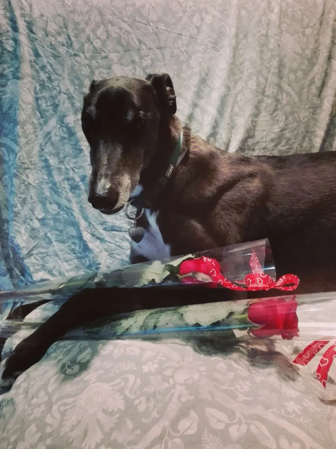 18077339 10210856169698112 3282107894966199083 o