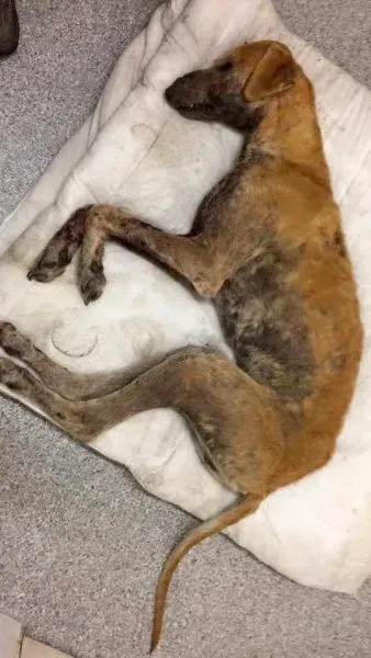 18199127 1661502070534152 5614405883361980332 n