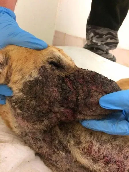 18221605 1661502120534147 1046178860519584883 n