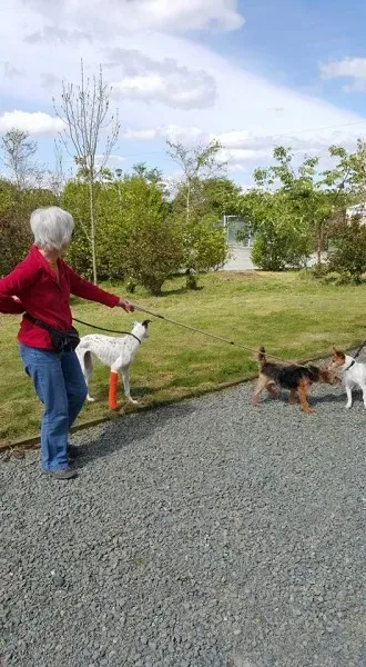 18221887 1656014811082878 4706131279685263900 n