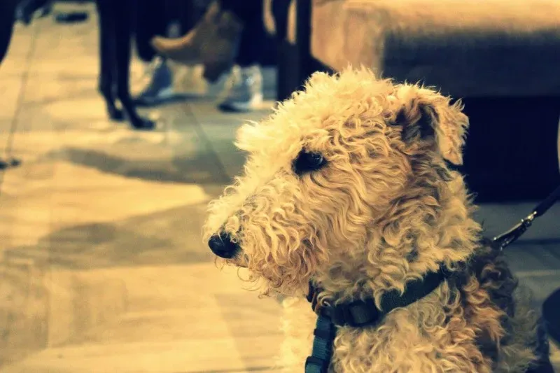 18595265 1509969399055826 7695600991987164307 o