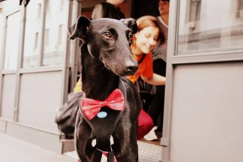 18623327 1509969475722485 118276307621827804 o