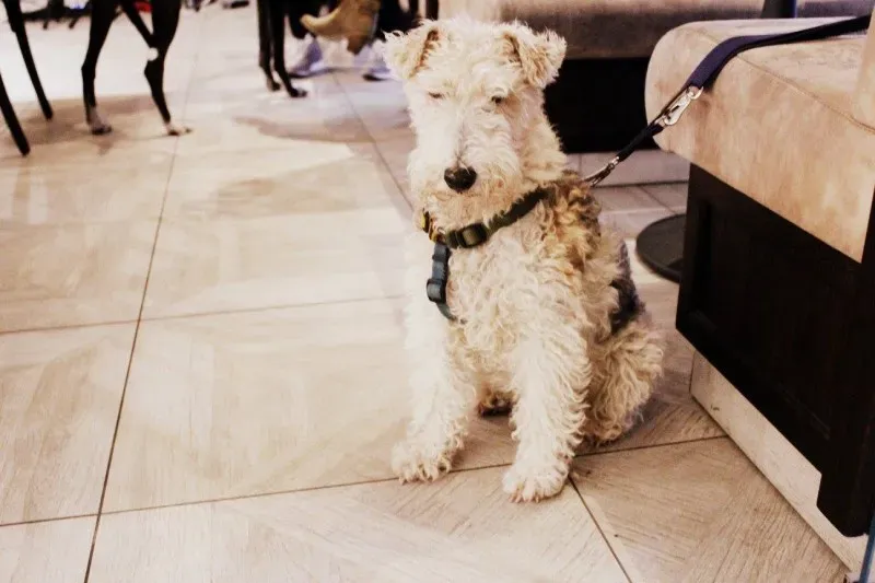 18623545 1509970002389099 579549185412369927 o