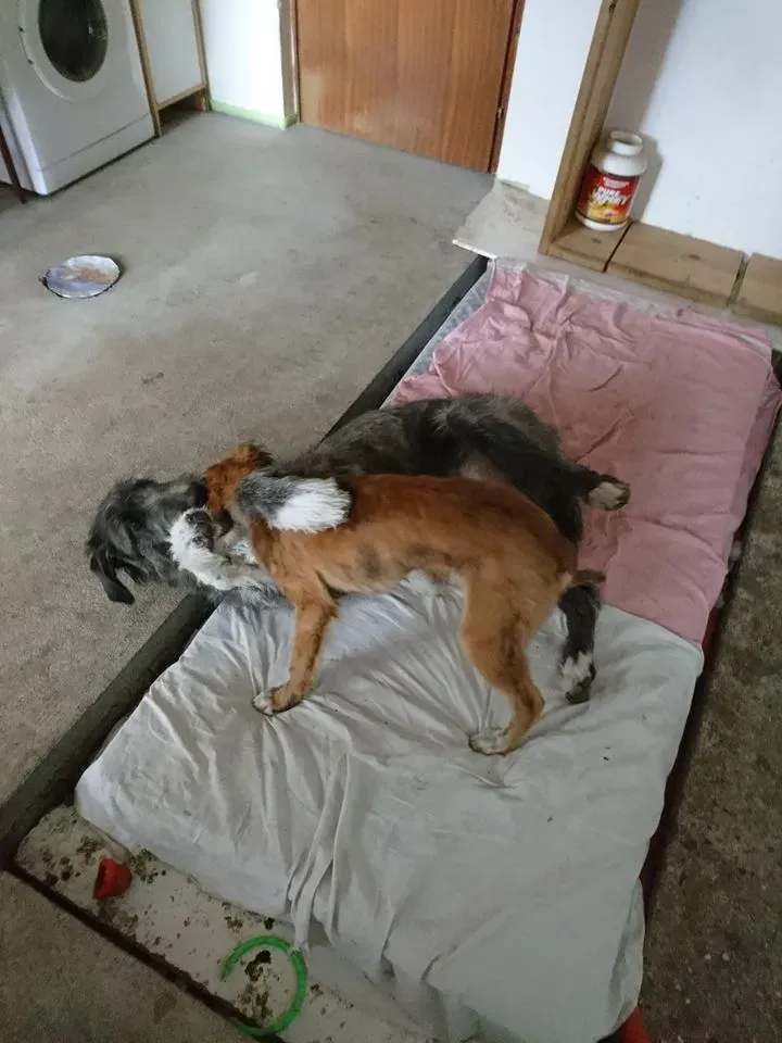 18664237 10212818827927062 7375284103451577830 n