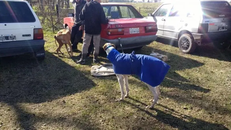 18699767 1484059298321340 6225110129273227891 n 1