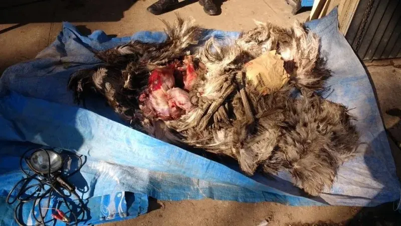 18700080 1484059361654667 6168566367543722069 n