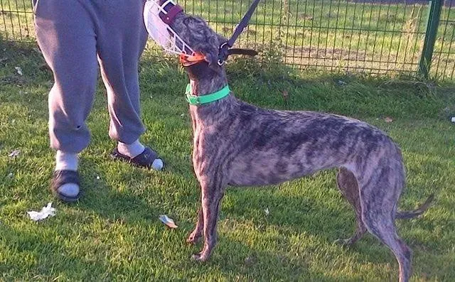 18740605 1339284876179644 537045376946558001 n 1