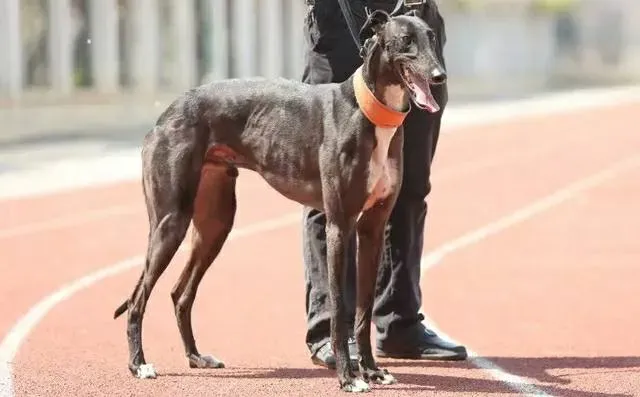 18767370 1339214162853382 8156919851714735799 n