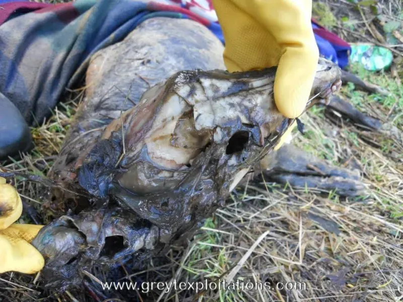 1891283 645106135542555 775898870 n