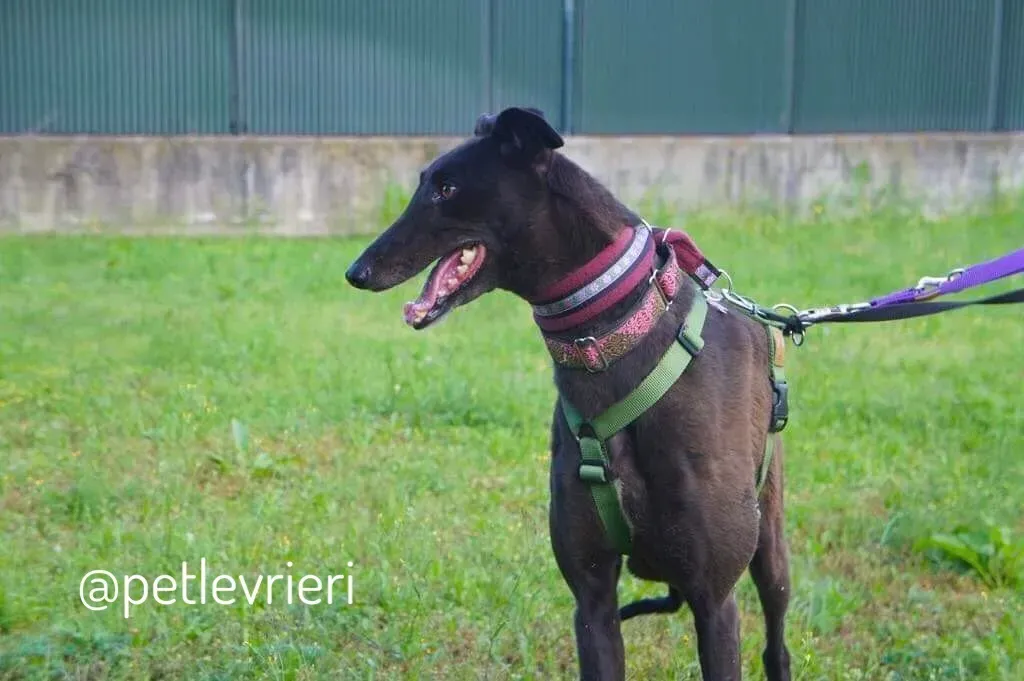 18  Rosie petlevrieri mercatodellacarne cina macao onlus