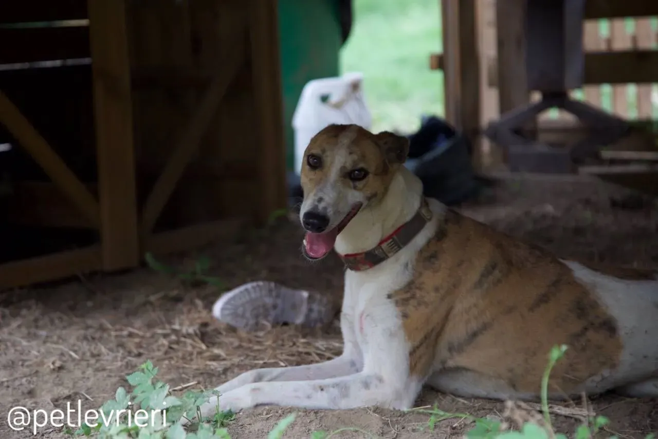 18 Sam whippet petlevrieri petlevrierionlus salvatomercatodellacarne cina maco.JPG