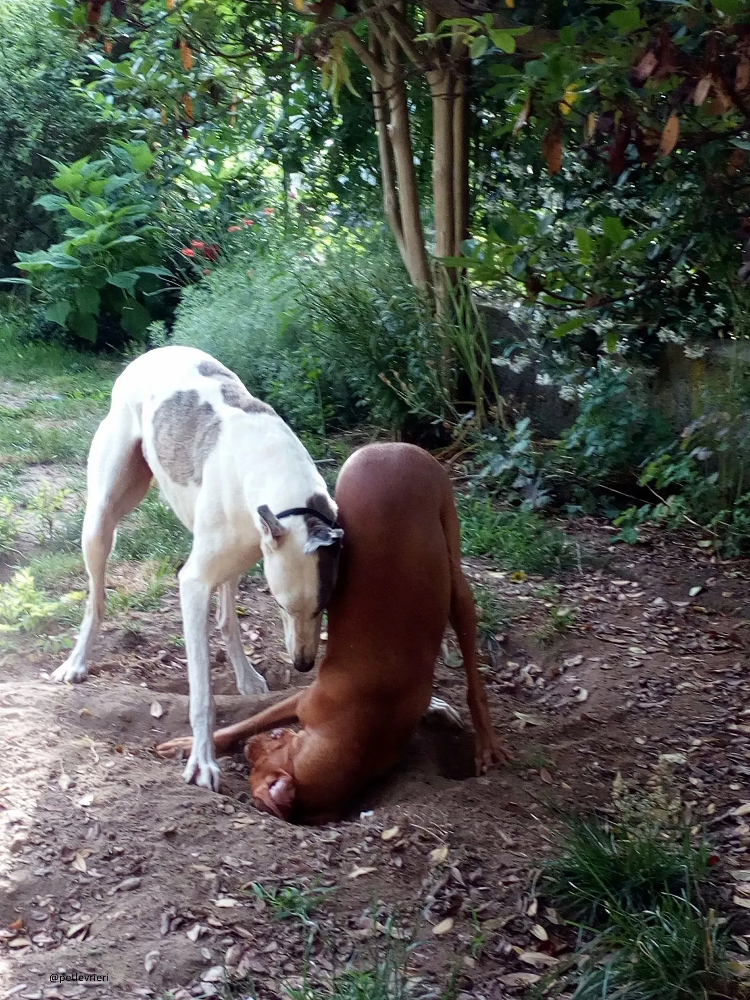 18 Spark Greyhound rescue petlevrieri petlevrierionlus foster progettofoster