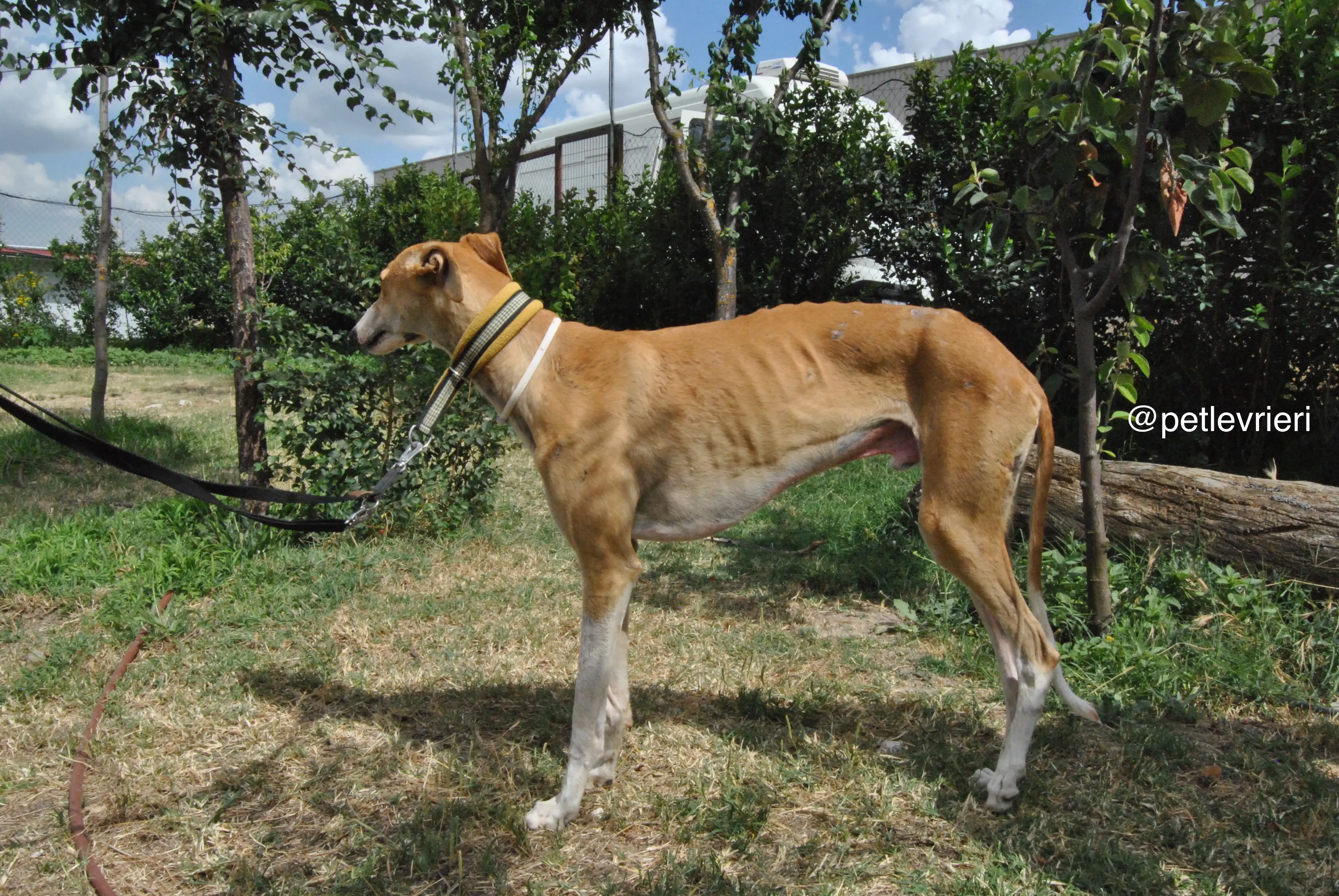 18 bisky adozione levrieri galgo
