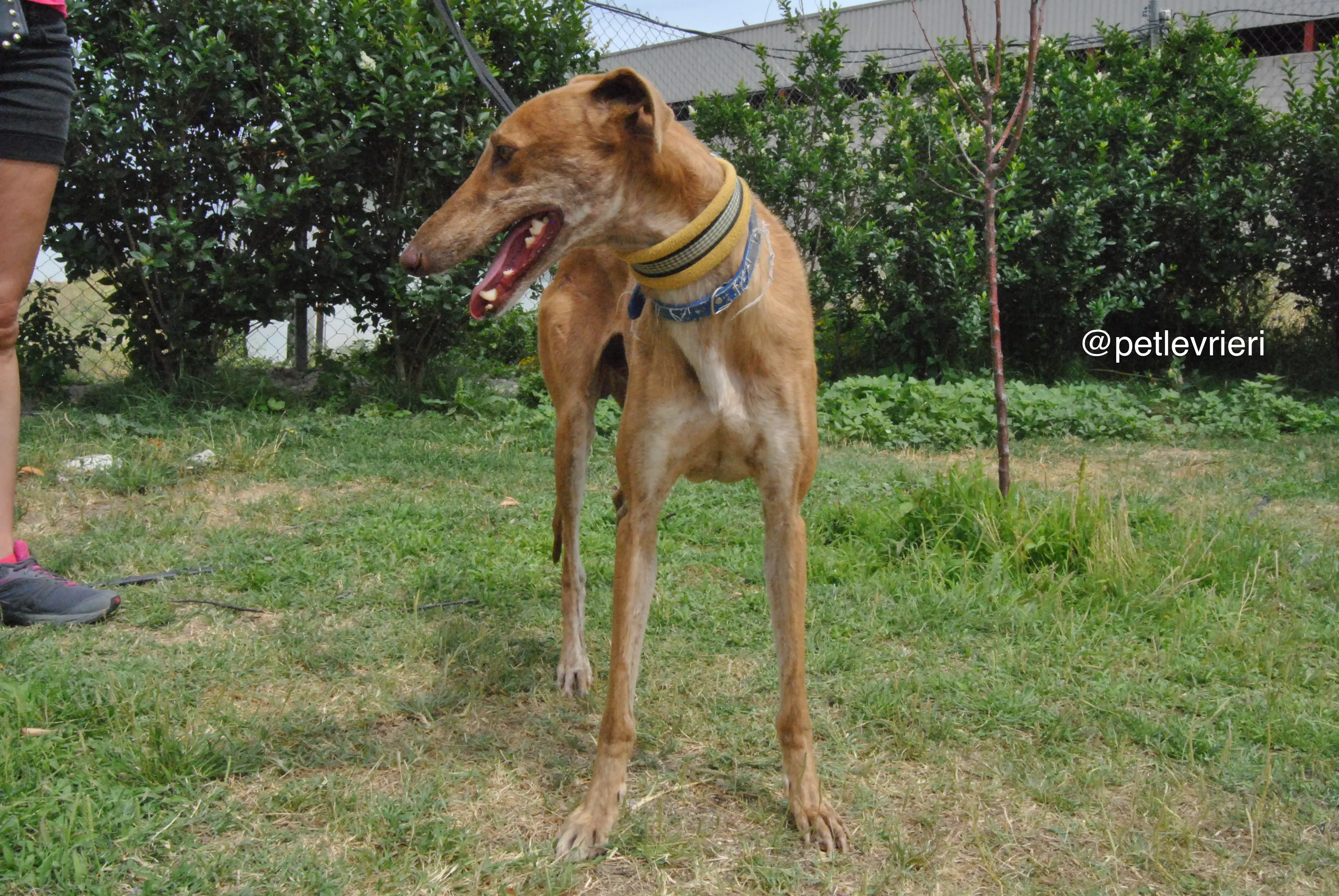 18 dali adozione levrieri galgo