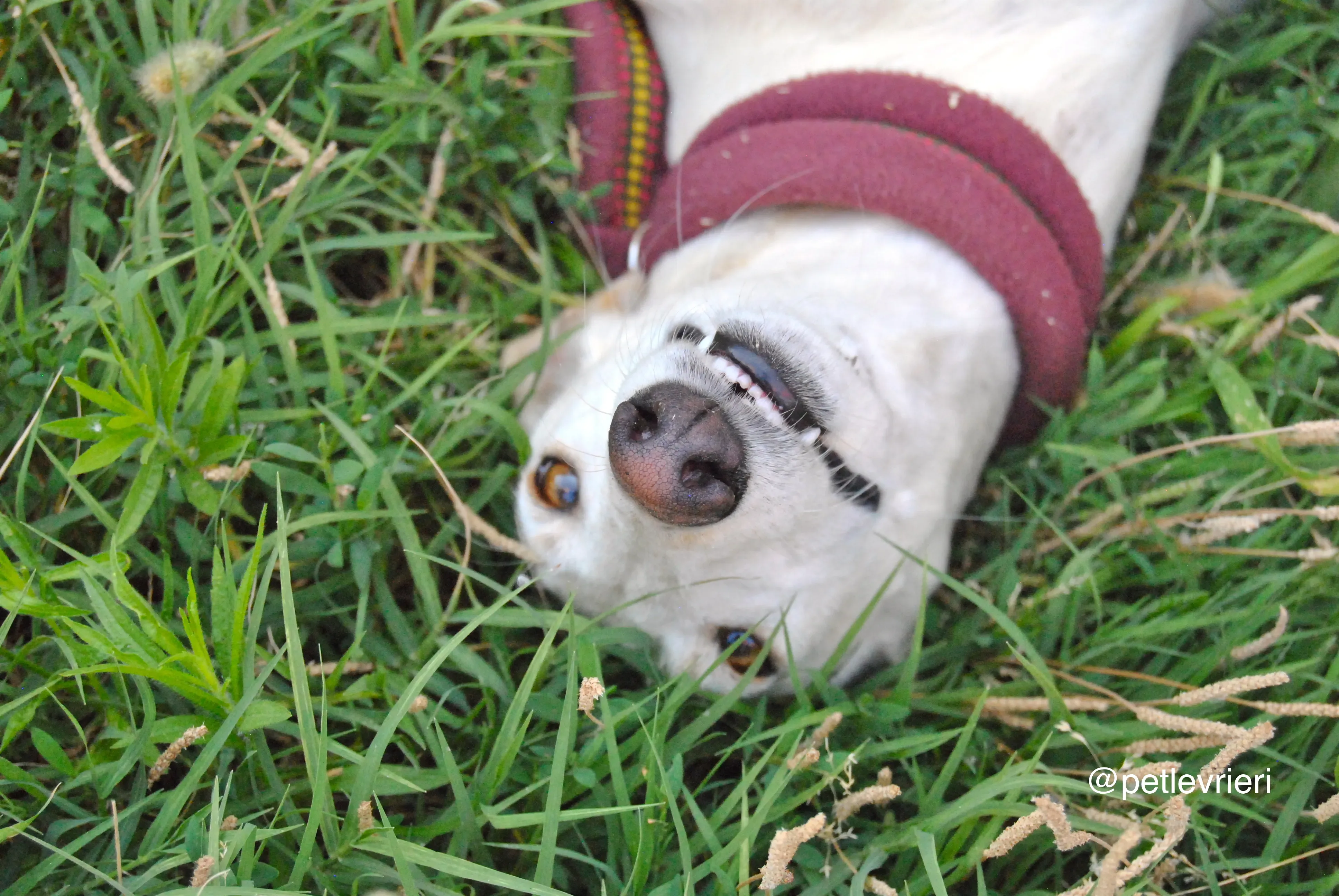 18 laila adozione levrieri galgo