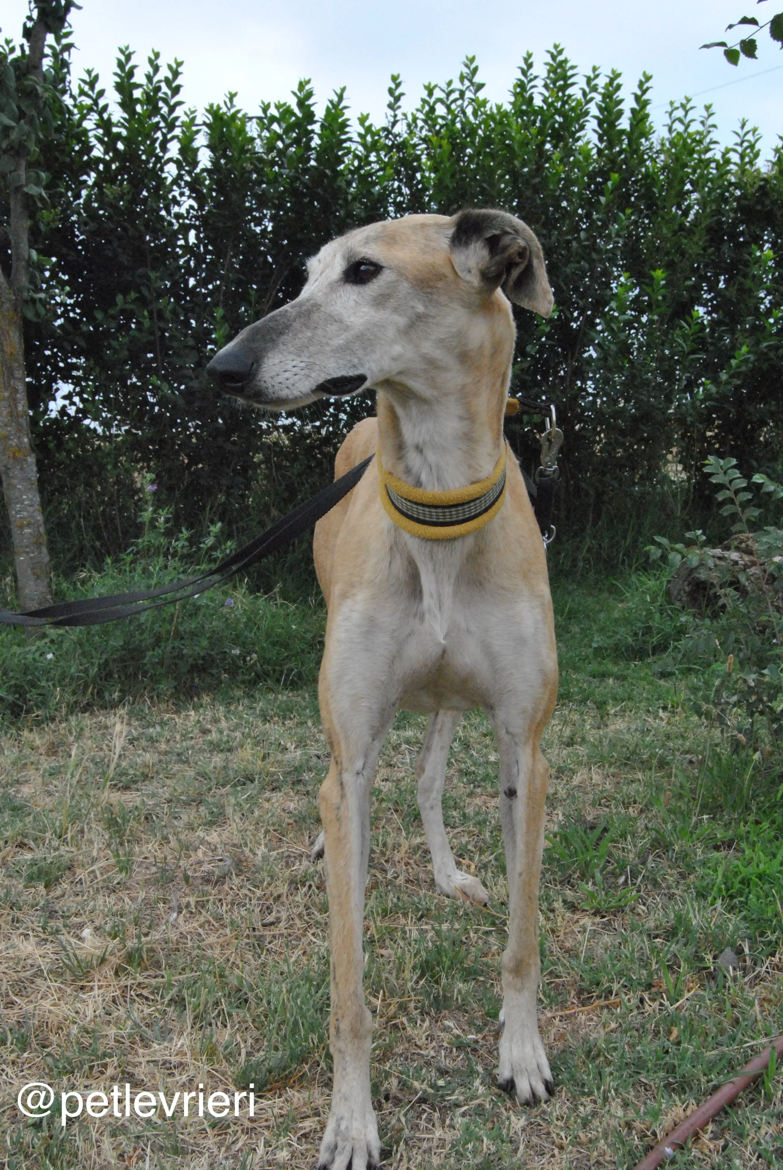 18 lambie adozione levrieri galgo