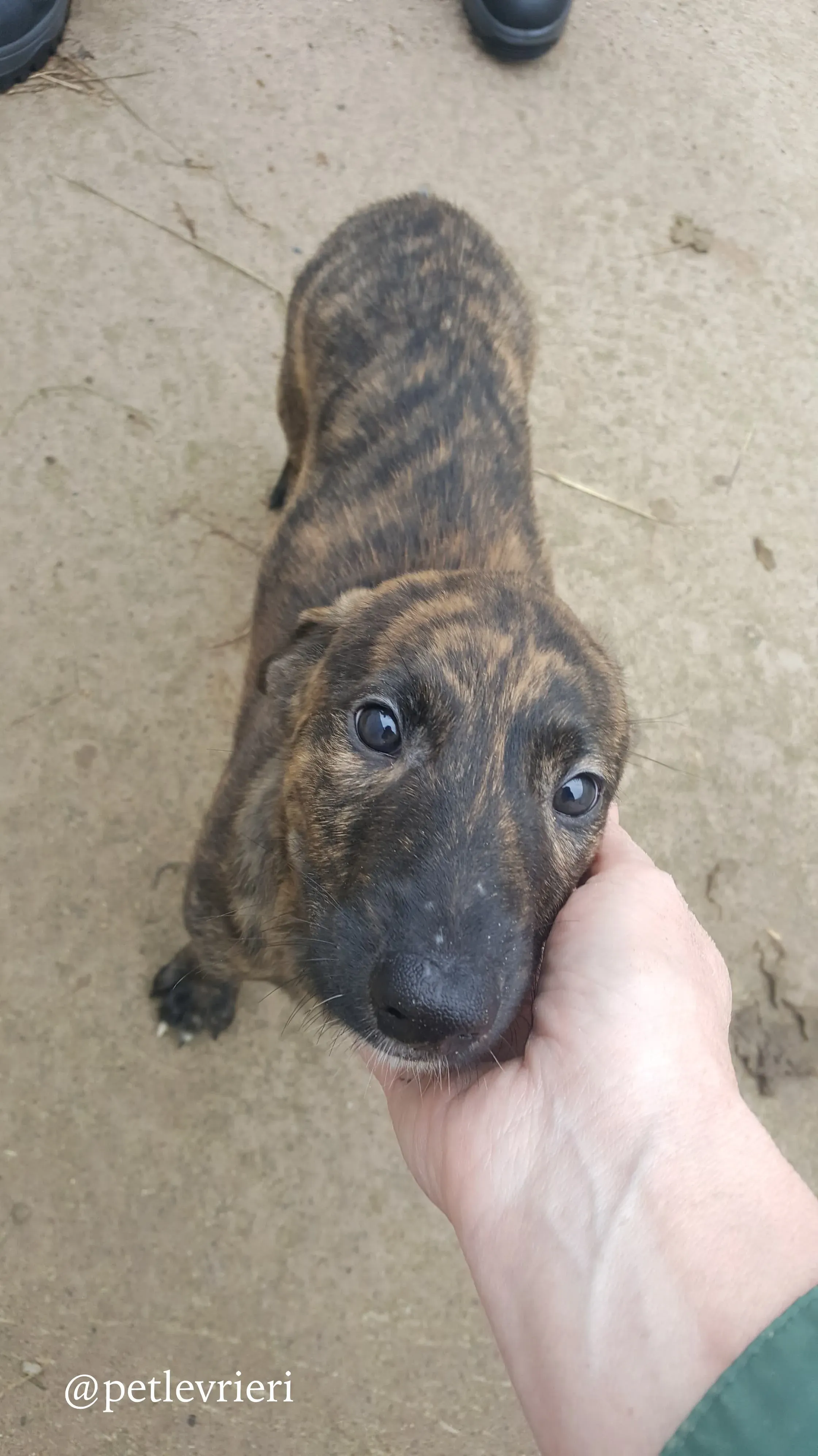 18 puppy adozione greyhound