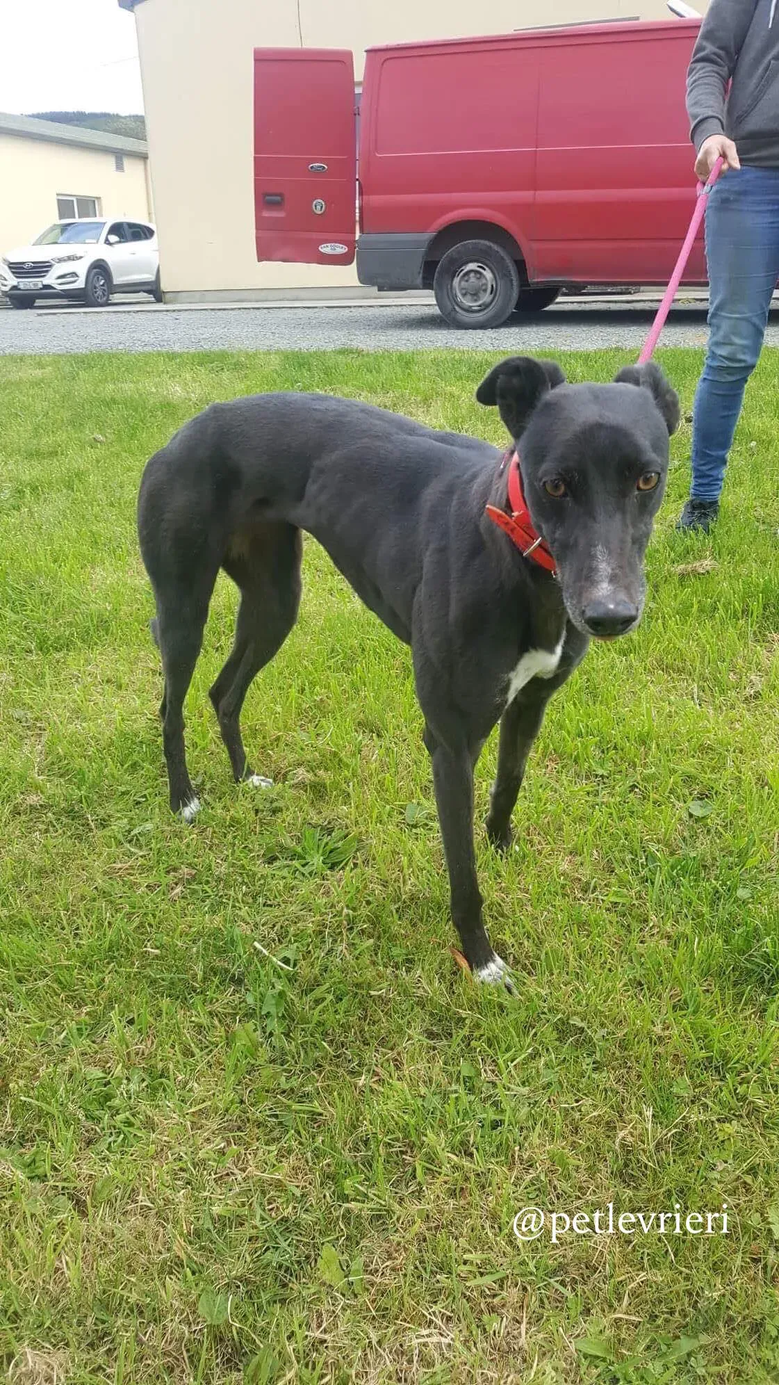 18 rosie adozione levrieri greyhound