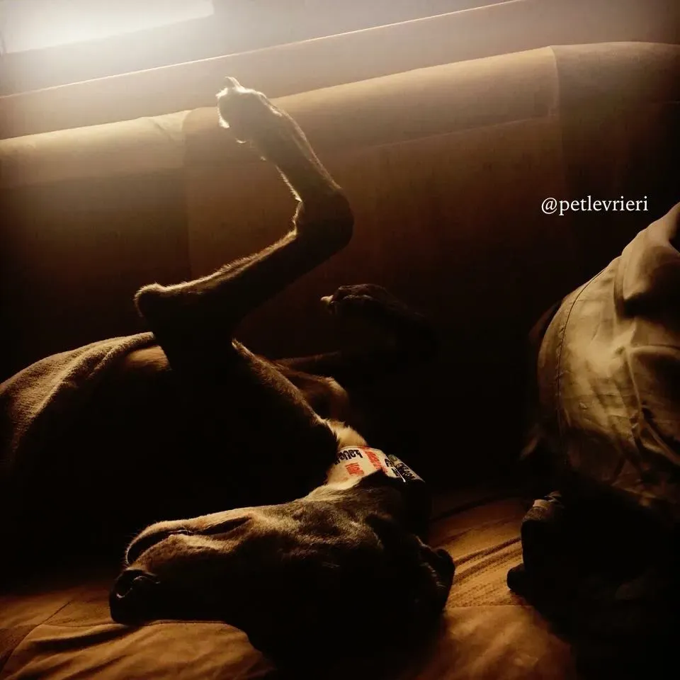 18 sparky adozione greyhound macao