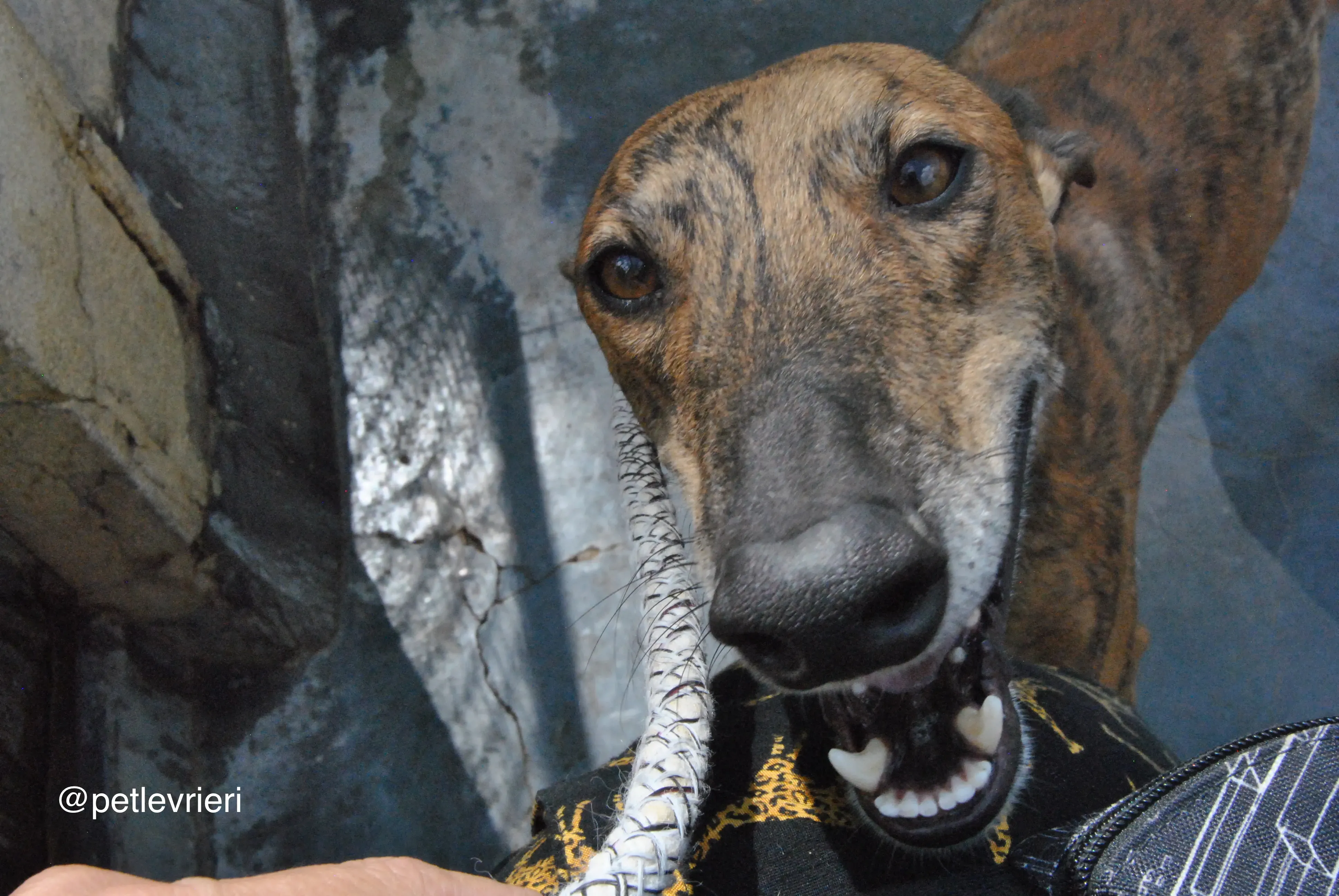 18 verdi adozione levrieri galgo